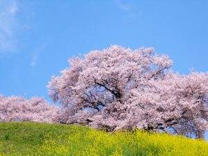 【桜の名所】中国地方のお花見スポットランキング！人気No.1は？
