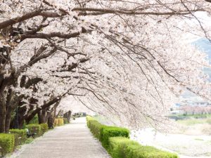 【桜の名所】関西のお花見スポットランキング！人気No.1はどこ？