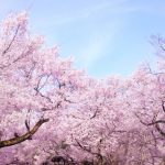 【桜の名所】四国のお花見スポットランキング！人気No.1はどこ？