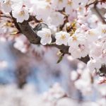 【甲信越】桜の名所人気ランキング！お花見スポットNo.1はどこ？