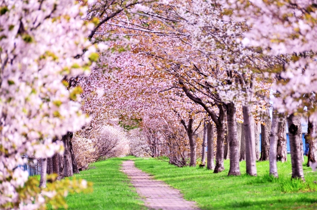 【桜の名所】九州のお花見スポットランキング！人気No.1はどこ？