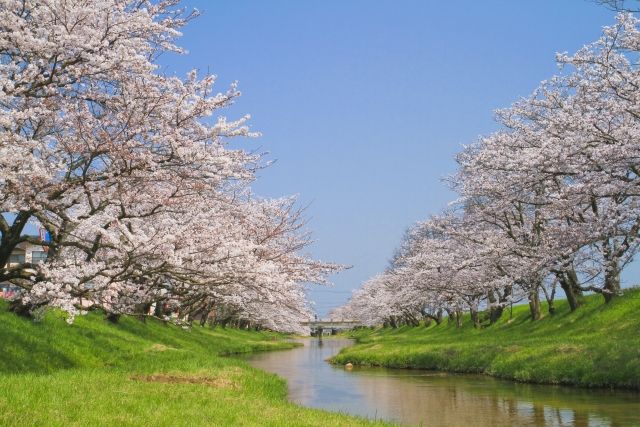 【桜の名所】東海地方のお花見スポットランキング！人気No.1は？