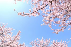 【桜の名所】関東のお花見スポットランキング！人気No.1はどこ？